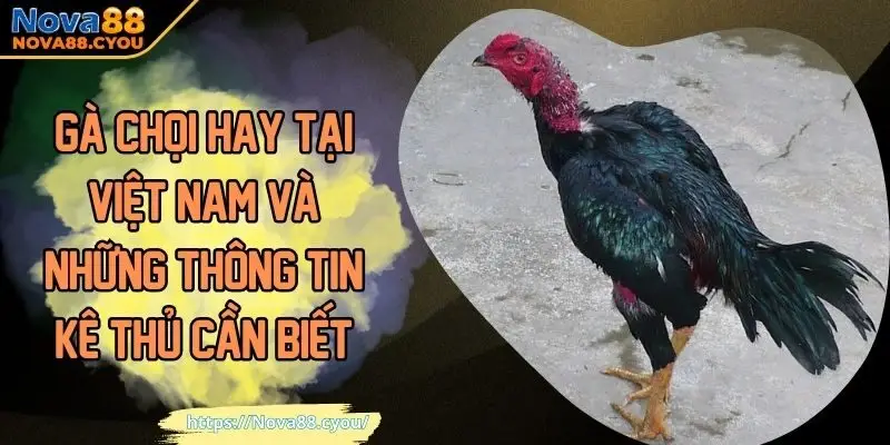 gà chọi hay